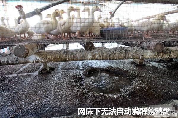 短时间处理掉养殖场大量废水（粪水）技术，不需设施投入