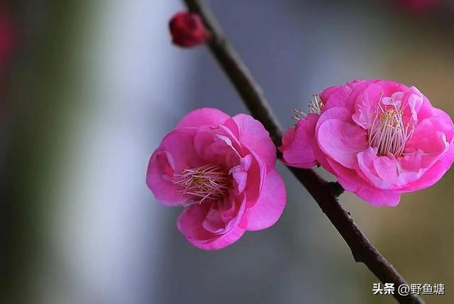 三年级“语文”习作：我的植物朋友“梅花”