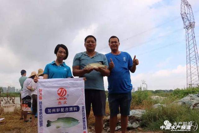 犀利！加州鲈反季节养殖再传佳绩！新鱼头批出鱼率最高超6成