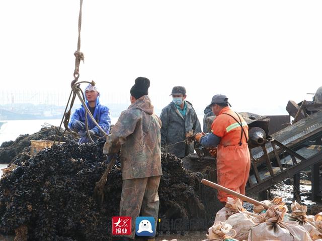 好品山东丨小海鲜变身抢手货，日照岚山构建海虹产业全产业链发展新格局