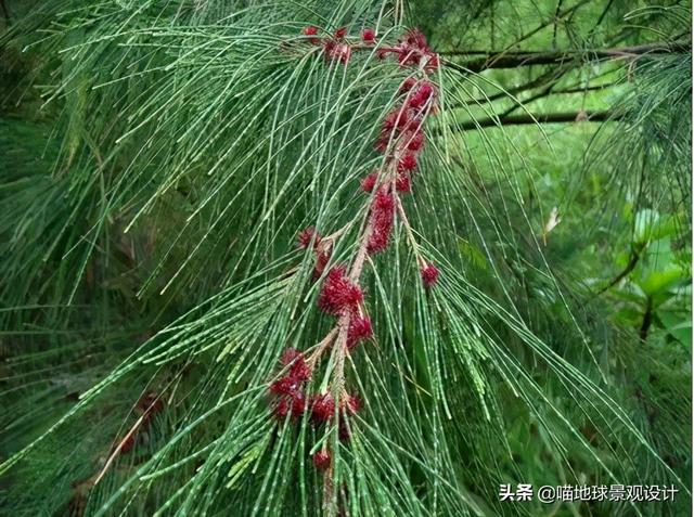 适合在海边种植的乔灌木，常见的耐盐碱植物