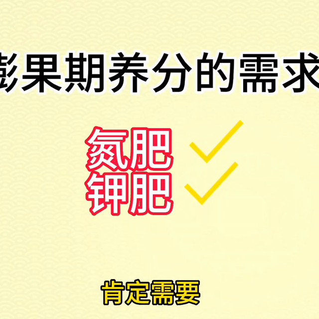 【视频】在膨果期，如何施用氮肥、钾肥和磷肥？