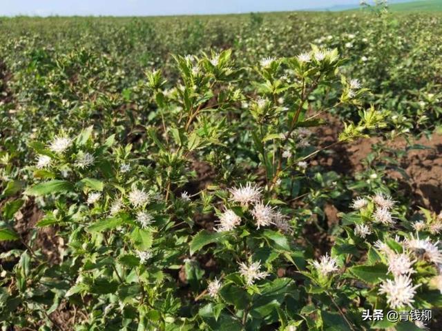 基金项目：北苍术林下栽培技术