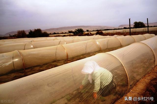 春季种植茄子如何育苗、定植，几个细节不可忽略，赶紧收藏