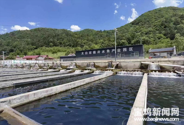 太白县建成全市最大的冷水鱼养殖基地