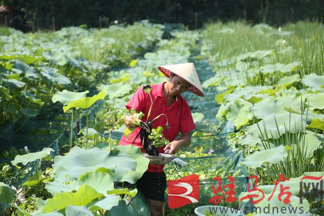 汝南县常兴镇：风吹稻花香沃野好“丰”光