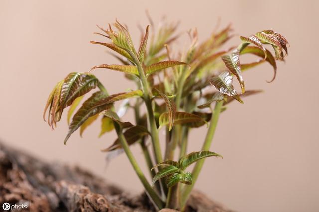 香椿繁殖技术和田间管理方法