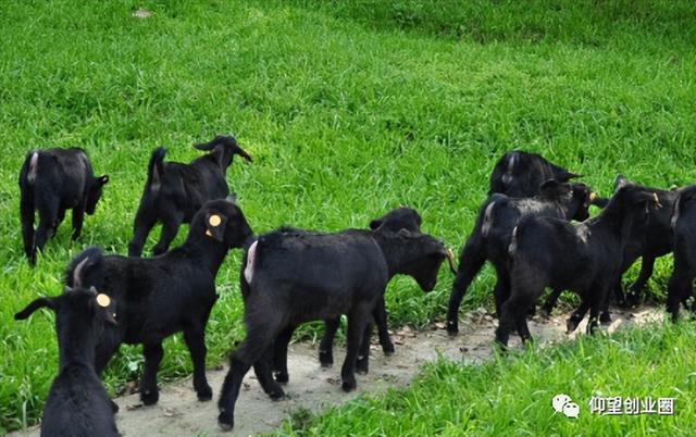 风险比养猪养鸡小，养100只，一年回本，次年纯赚20多万