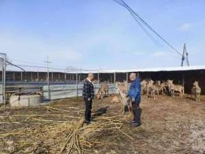 辽宁朝阳特种养殖(梅河口市同合村：“祥鹿”腾跃财源来)