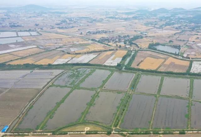 安徽巢湖：小龙虾迎来上市高峰期