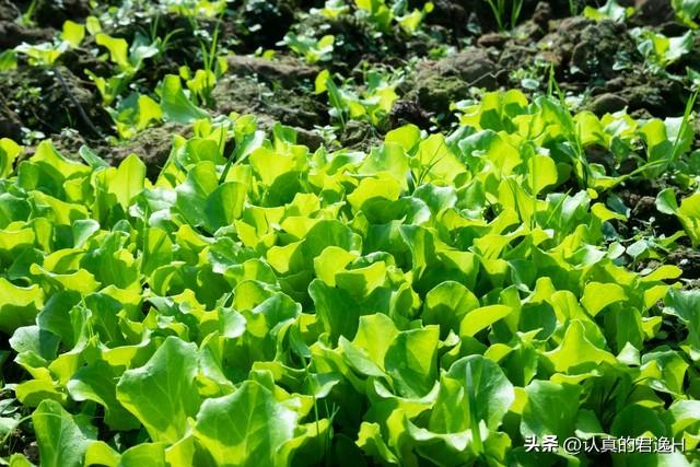 户外天台种菜别错过生菜，教你简单种植方法，赶快学起来吧