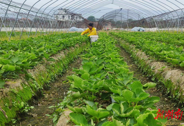 小小草莓助农大增收