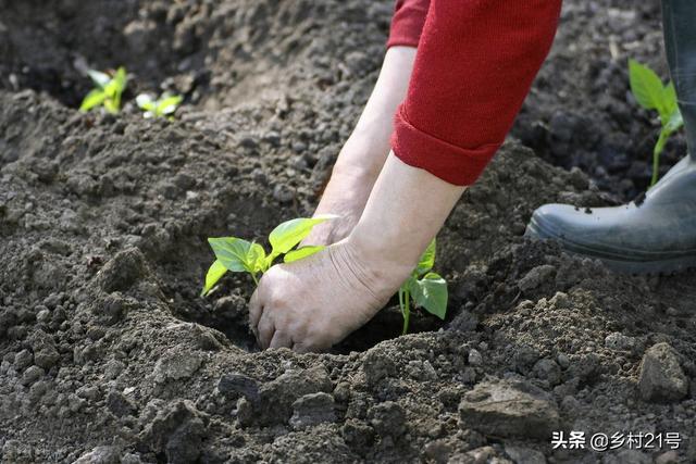 春季种植茄子如何育苗、定植，几个细节不可忽略，赶紧收藏