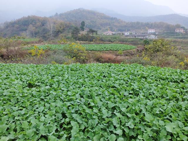 油菜怎么种