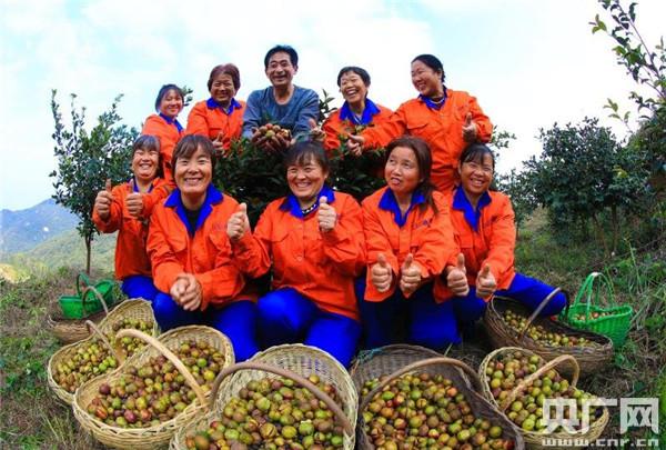 河南桐柏：有机油茶遍山岗 山区农民喜洋洋