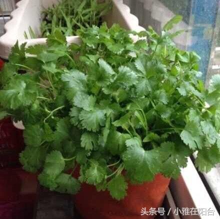 阳台种香菜，只需一个简单的小妙招，香菜长的又疯又旺，采摘不停