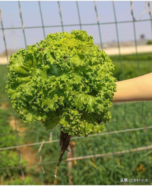 秋季种生菜，什么时候播种最好？如何种植脆嫩且产量高？