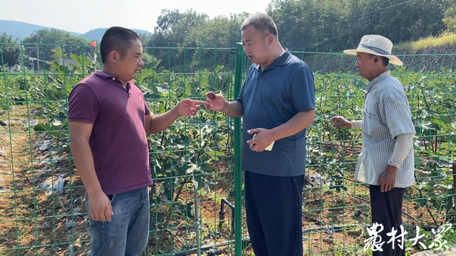 无花果熟了！这里的无花果甜了游客，更富了村民