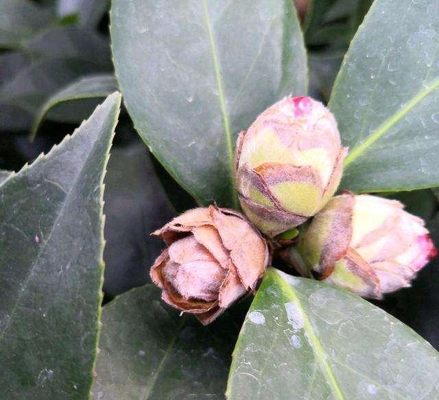 什么时候最适合种茶花？就现在，别错过，夏末就能满树花苞