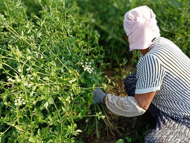 在亳州前李合的田间，看白花前胡茁壮生长