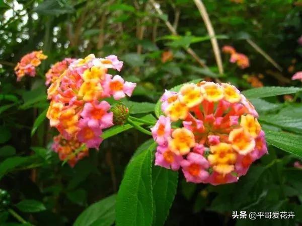 简单学这“6招”养五色梅，枝叶茂盛，一年四季“开花不断”