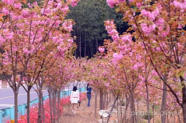 听！90后平昌籍歌手写的《欢迎你来水乡平昌》