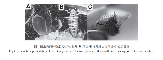 捕蝇草的捕虫机理及应用前景研究进展