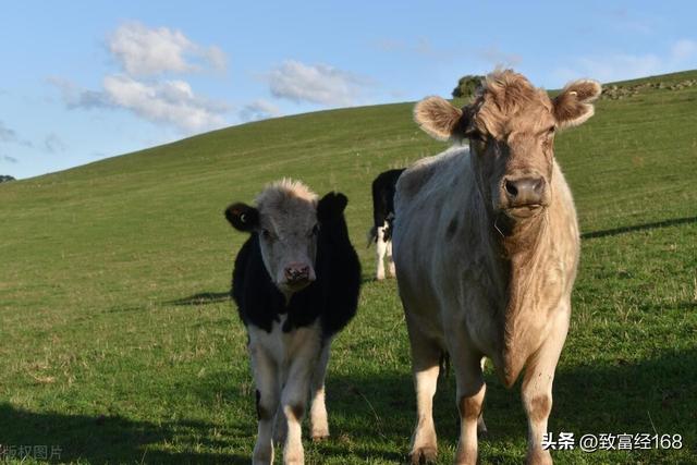 母牛、犊牛养殖的几个关键点