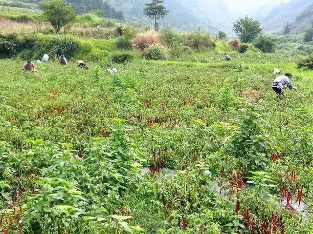 辣椒种植技术都有什么，这些都是关键，一起来看看