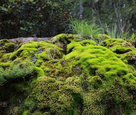 这些植物本领大，能监测空气；能判断土壤酸碱度