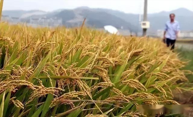 现代种植技术研究：草莓—水稻高效栽培技术