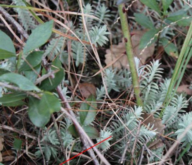 此野草很是珍贵，遇见定要珍惜，它是“沙氏鹿茸草”，230元一斤