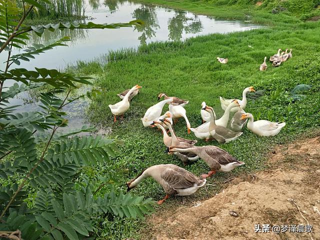 云梦秦园生态养殖家庭农场生态宜人