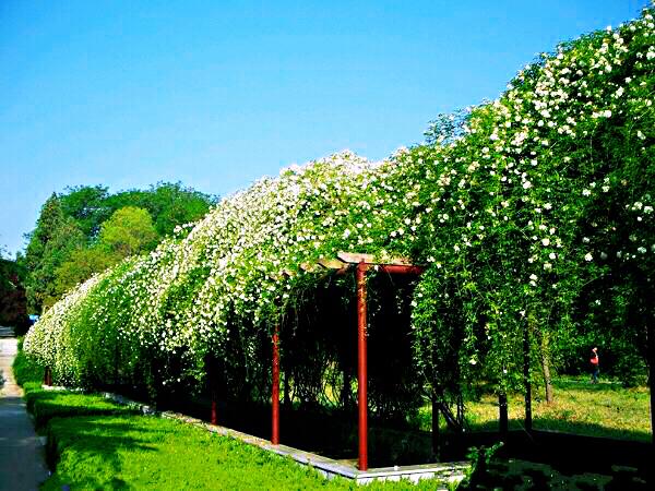 木香花 欣赏 及 养殖 要点