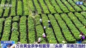 湖南茶叶种植(湖南湘西：茶园春意浓 春茶采摘忙)