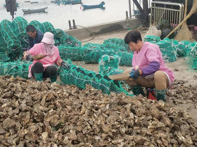 怎样养殖海蛎子？