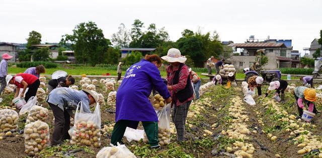 江油“绵阳”培育发展新型农业经营主体激活乡村振兴永恒动力