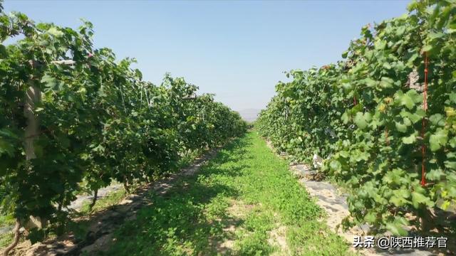 陕西蒲城尧山镇太睦村：红提葡萄成熟上市，金秋好“丰”景