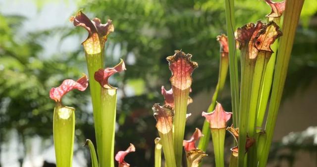 食虫植物“技能大赛”之茅膏菜、瓶子草