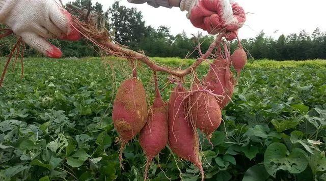 红薯种植环境简单，生长速度较慢，那红薯种植有什么技巧呢？