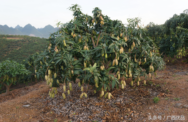 芒果种植是在什么气候呢，具体在什么地区？