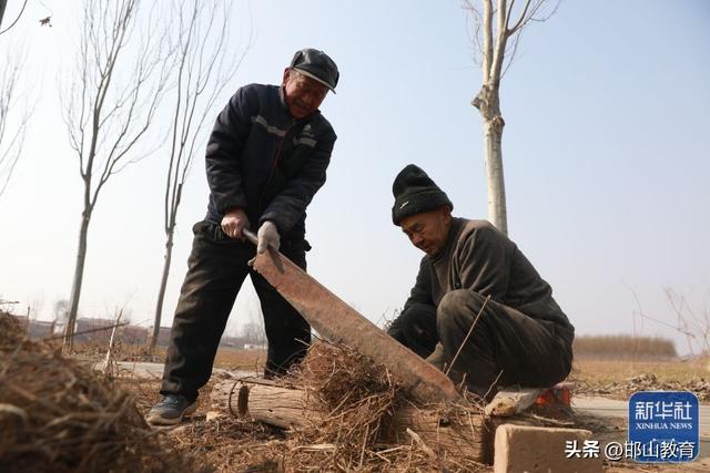 河北馆陶：艾草产业助农增收