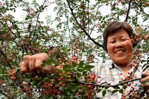 花椒什么时候种植(花椒种植技术)