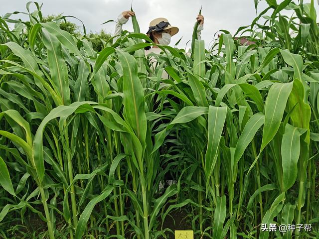 饲用甜高粱，产量大，又被称“作物中的骆驼”，亩产草高达3000斤