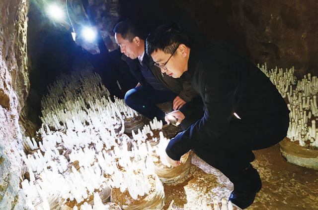 山东：平阴县孔村镇土洞种植鸡腿菇异“菌”突起