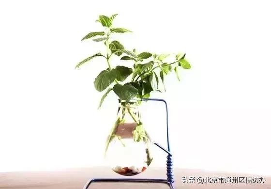 「园林知识」家中的废弃灯泡别丢，教你一招秒变创意花瓶！