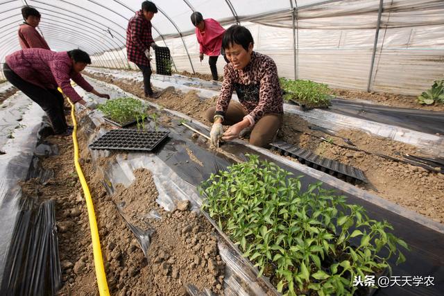 辣椒价格又涨了，你想种吗？先学学黔北区的辣椒高产栽植技术