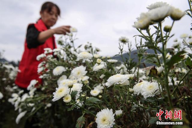 安徽休宁：万亩菊田成风景线和致富产业线