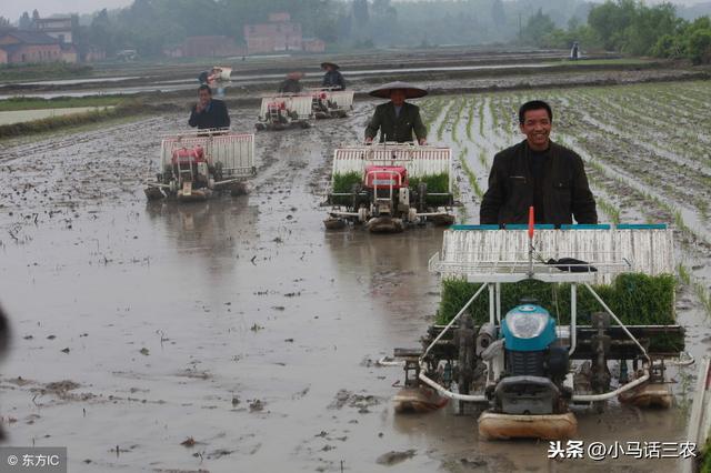 种植水稻只能插秧？下面2种种植水稻的方法了解一下