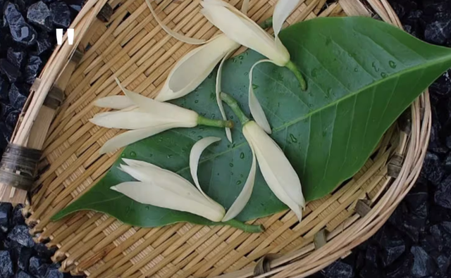 香味浓郁的白兰花，秋季注意养护方法，能持续开花到春节